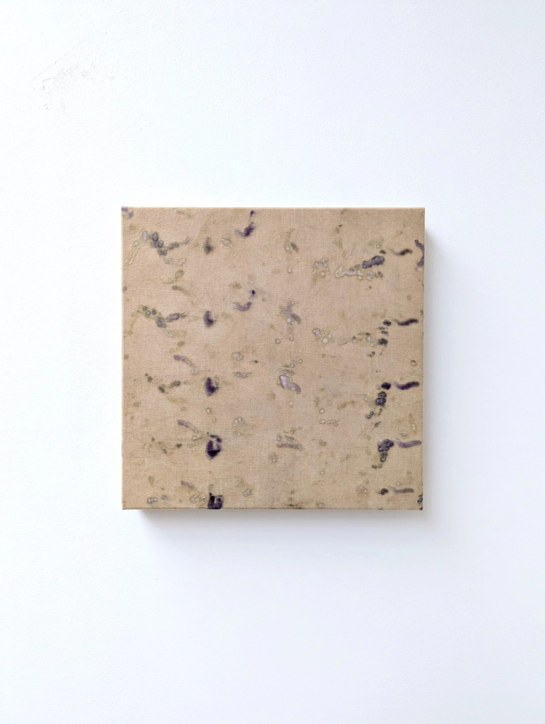 œuvre: Cosmos Violet/Campêche, 2024 - Alice Magne