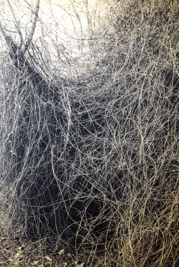 œuvre: Noeuds, 2019  - Paula Anta