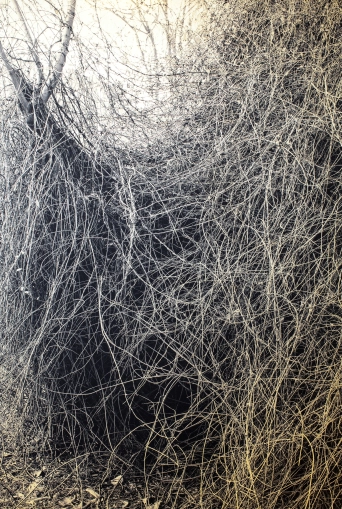 image Noeuds, 2019