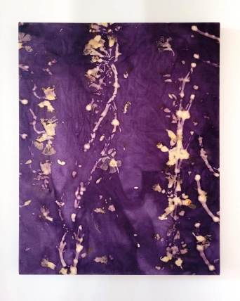 image Oxalis/Camp&ecirc;che 2, 2023