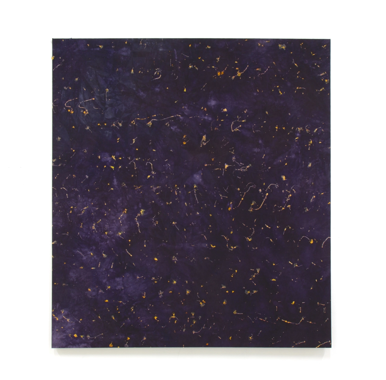 œuvre: Oxalis/Campêche, 2023 - Alice Magne