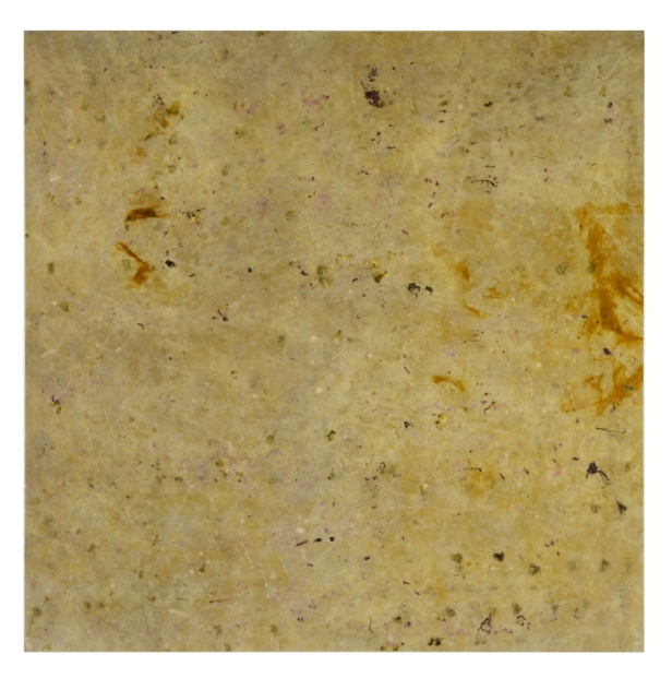 œuvre: Oxalis/Millepertuis, 2022 - Alice Magne