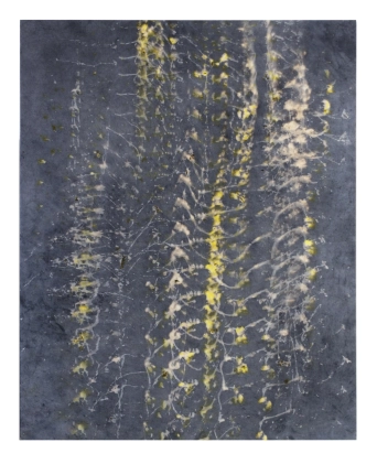 image Oxalis/Noix de Galle 2, 2022