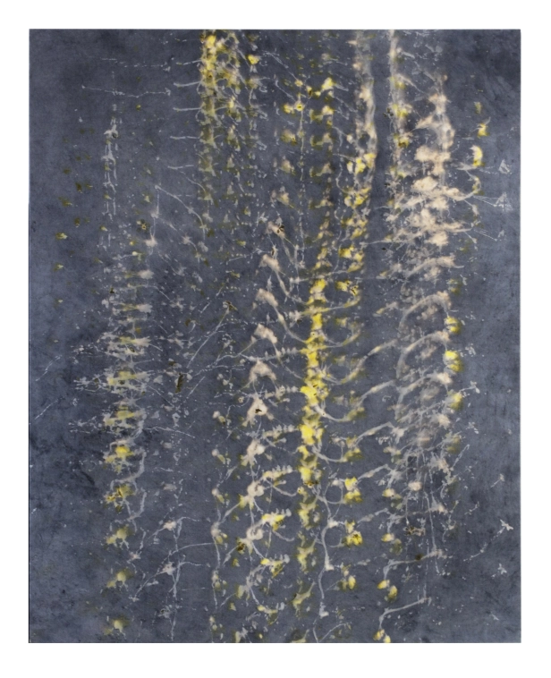 œuvre: Oxalis/Noix de Galle 2, 2022 - Alice Magne