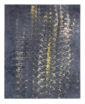 image Oxalis/Noix de Galle 2, 2022